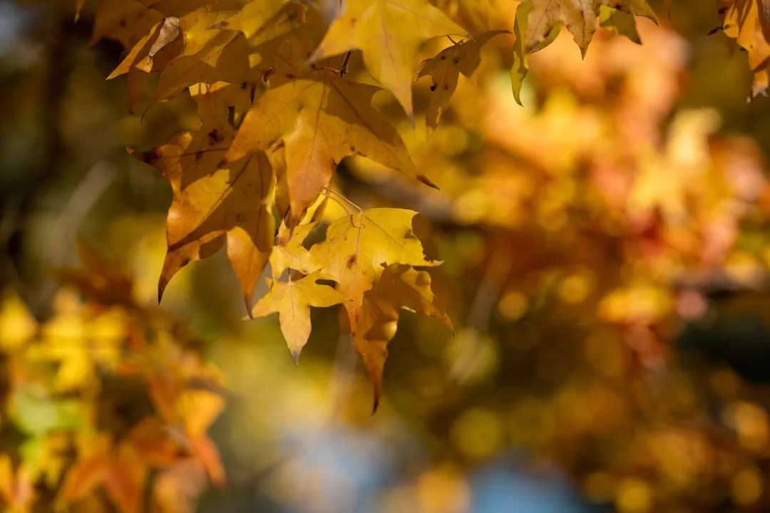 轻便与画质都要平衡，索尼 FE 85mm F1.4 GM II镜头体验