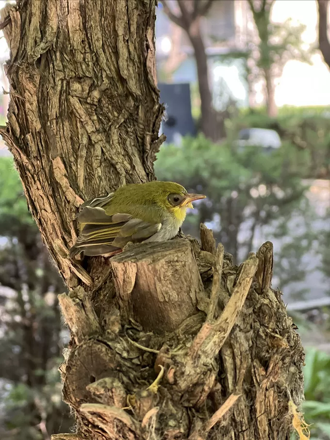 🥇夏天的时候我捡了一只鸟！