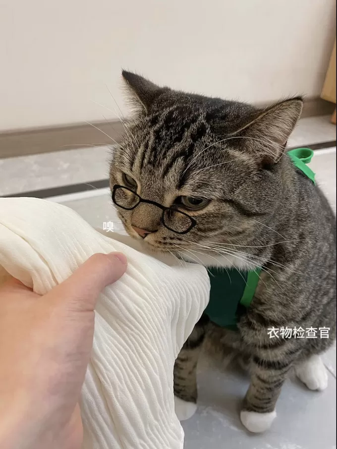 🉑养猫不用猫等于白养猫!